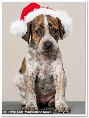 Dogilike.com :: ѡ! ٹѡԧѵҺҹ١عѢ 12 ѹʵ