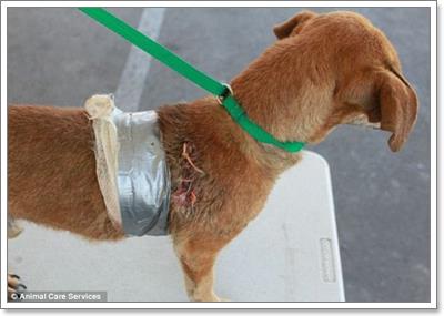 Dogilike.com :: ͤ! Ңͧѵᾷ ͡عѢ