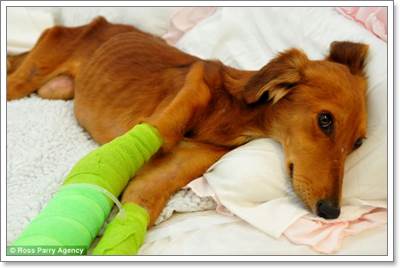 Dogilike.com :: شʹ! ѧɪªԵعѢѡԴ躹