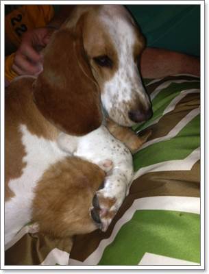 Dogilike.com :: ѡ! عѢ૵ ǹ Ѻ§١Ƕ١