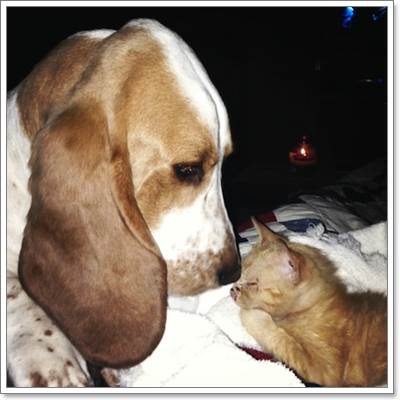 Dogilike.com :: ѡ! عѢ૵ ǹ Ѻ§١Ƕ١