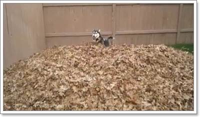 Dogilike.com :: Իѡ! 䫺¹ʹ蹡ͧ