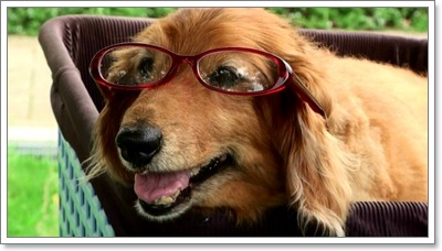 Dogilike.com :: รวมเทคนิคดูแลสุนัขแก่ให้มีอายุยืนยาว