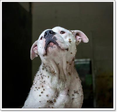 Dogilike.com :: ء! عѢŧҧ١ͧѾ纡ѴǵѰ