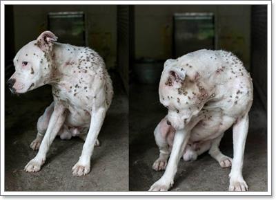 Dogilike.com :: ء! عѢŧҧ١ͧѾ纡ѴǵѰ