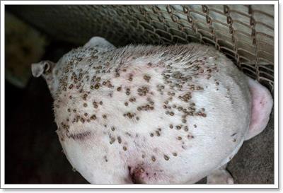 Dogilike.com :: ء! عѢŧҧ١ͧѾ纡ѴǵѰ