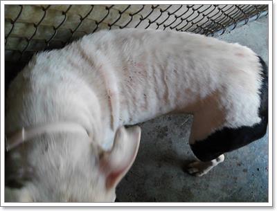 Dogilike.com :: ء! عѢŧҧ١ͧѾ纡ѴǵѰ