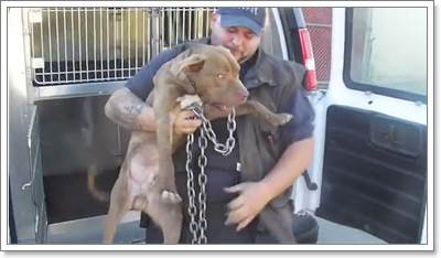 Dogilike.com :: ʹ! ͧվԷŧҧ١ѴҡѰ