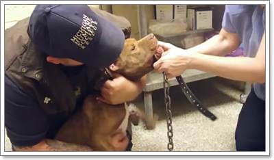 Dogilike.com :: ʹ! ͧվԷŧҧ١ѴҡѰ