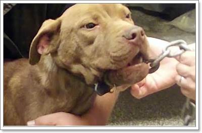 Dogilike.com :: ʹ! ͧվԷŧҧ١ѴҡѰ