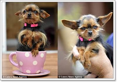 Dogilike.com :: Pagan عѢشѧ