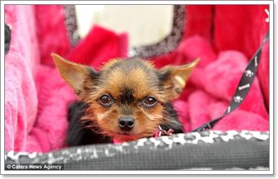 Dogilike.com :: Pagan عѢشѧ