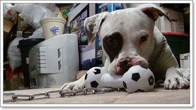 Dogilike.com :: Сѹʺ!  ѡꧤ캹ͧعѢ