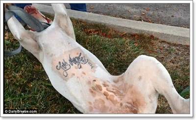 Dogilike.com :: Сѹʺ!  ѡꧤ캹ͧعѢ