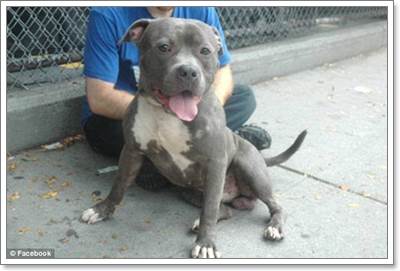 Dogilike.com :: Jeffrey Է㨴 ӺѴҾԵ˹ٹ¨ҡȡү