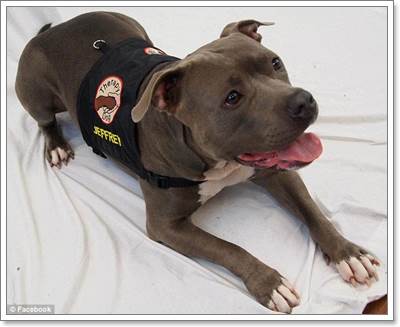 Dogilike.com :: Jeffrey Է㨴 ӺѴҾԵ˹ٹ¨ҡȡү