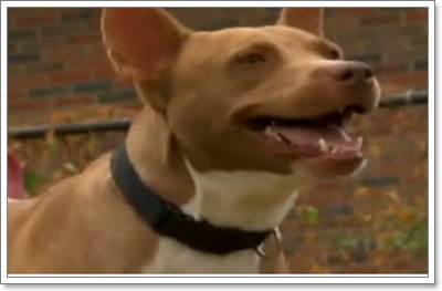 Dogilike.com :: Է! ͹ªԵس͹ҹ