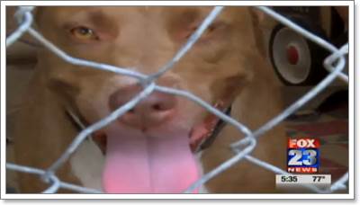 Dogilike.com :: Է! ͹ªԵس͹ҹ