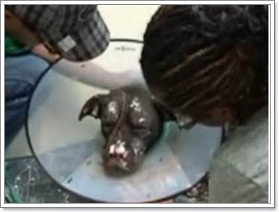 Dogilike.com :: Էšҭ! Ңͧҡҹ ͧͺ