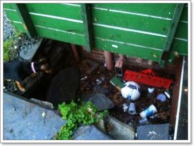 Dogilike.com :: ʹ! ٺ蹾§ŧҧ 