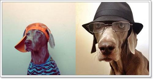 Dogilike.com :: Harlow  Sage ͧٺشͺԹʵ
