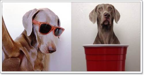 Dogilike.com :: Harlow  Sage ͧٺشͺԹʵ