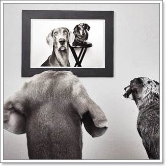 Dogilike.com :: Harlow  Sage ͧٺشͺԹʵ