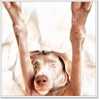 Dogilike.com :: Harlow  Sage ͧٺشͺԹʵ