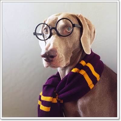 Dogilike.com :: Harlow  Sage ͧٺشͺԹʵ