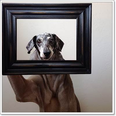 Dogilike.com :: Harlow  Sage ͧٺشͺԹʵ