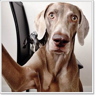 Dogilike.com :: Harlow  Sage ͧٺشͺԹʵ