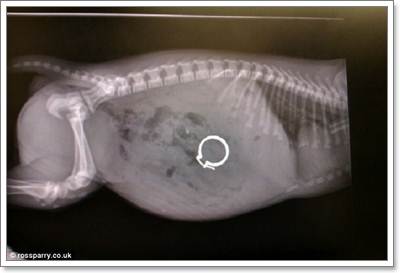 Dogilike.com :: شʺ! ١عѢԹҧҢͧ ѵᾷ觼ҵѴªԵ 
