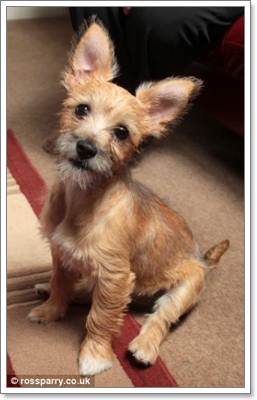 Dogilike.com :: شʺ! ١عѢԹҧҢͧ ѵᾷ觼ҵѴªԵ 