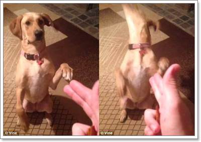 Dogilike.com :: 2 Իѡ! ҺҴʹѭ㨪