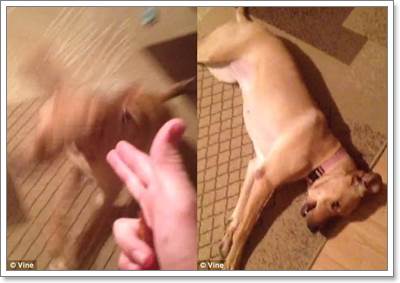 Dogilike.com :: 2 Իѡ! ҺҴʹѭ㨪