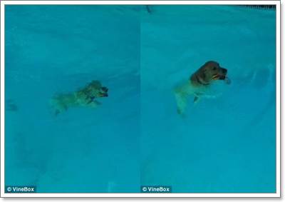 Dogilike.com :: 2 Իѡ! ҺҴʹѭ㨪