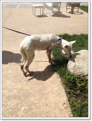 Dogilike.com :: ʧ! ٺ͹١ҢͧѰ