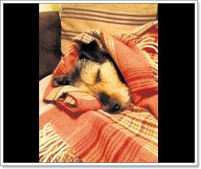 Dogilike.com :: ͺ! ٺʹеµԴçҹ 2 ѹ