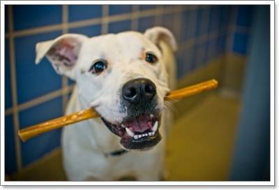 Dogilike.com :: Ԩª! عѢ͹Ấ عѢǹ