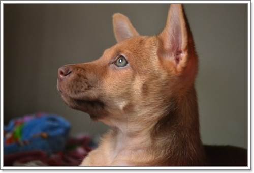 Dogilike.com :: ! 㨴ժªԵ١عѢ١ö Ѻ§
