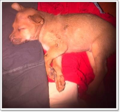 Dogilike.com :: ! 㨴ժªԵ١عѢ١ö Ѻ§