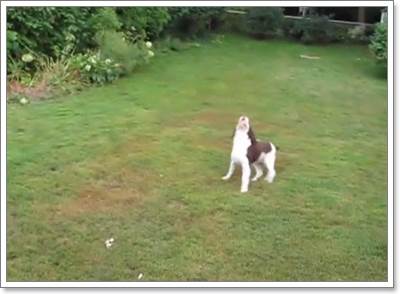 Dogilike.com :: ѡ! ԻٺҺʹ蹤Һ١͹عѢ