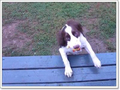 Dogilike.com :: ѡ! ԻٺҺʹ蹤Һ١͹عѢ