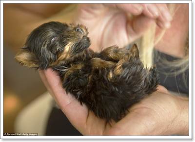 Dogilike.com :: ! Angel ١عѢǨ ˹ѡ§ 163 	