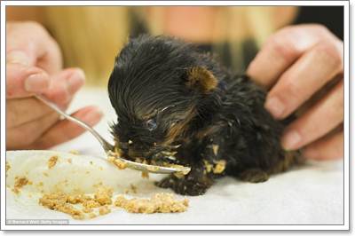 Dogilike.com :: ! Angel ١عѢǨ ˹ѡ§ 163 	