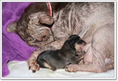 Dogilike.com :: Ե! 23 عѢ١ѧ١駨ͧبöǧ