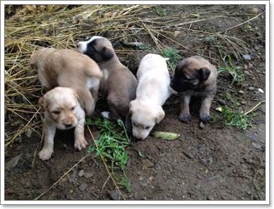 Dogilike.com :: Ҫ蹪! ˭ԧͧմ 5 ١عѢèѴ辺㹿