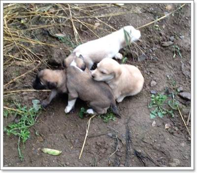 Dogilike.com :: Ҫ蹪! ˭ԧͧմ 5 ١عѢèѴ辺㹿