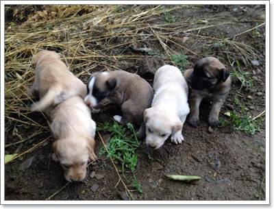Dogilike.com :: Ҫ蹪! ˭ԧͧմ 5 ١عѢèѴ辺㹿