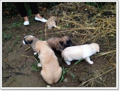 Dogilike.com :: Ҫ蹪! ˭ԧͧմ 5 ١عѢèѴ辺㹿
